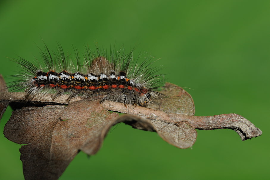 Bruco da identificare - Euproctis similis